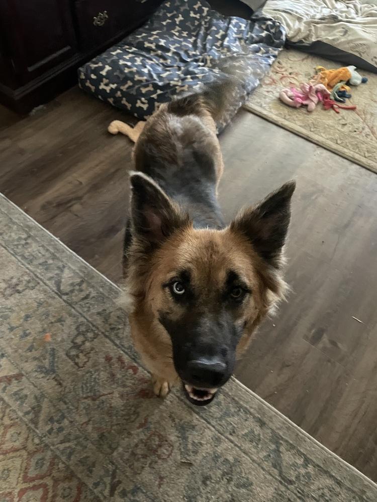 Enlarge VEDA, a Adoptable Shepherd in Thornton, CO image 2/6