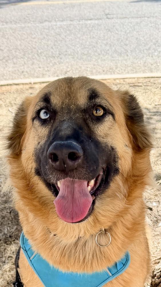 Enlarge VEDA, a Adoptable Shepherd in Thornton, CO image 4/6