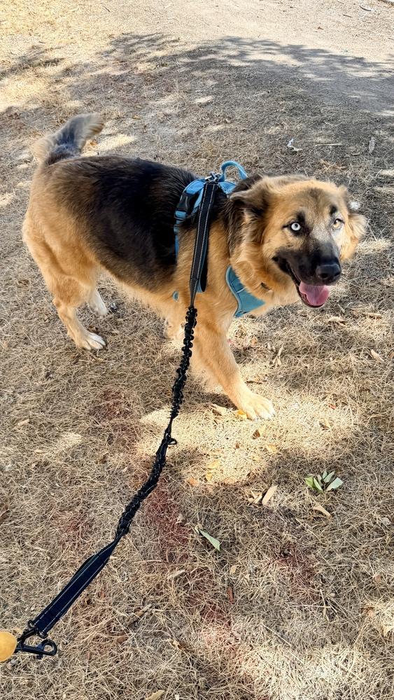 Enlarge VEDA, a Adoptable Shepherd in Thornton, CO image 5/6