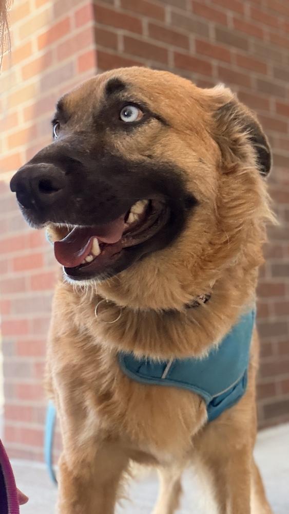 Enlarge VEDA, a Adoptable Shepherd in Thornton, CO image 6/6
