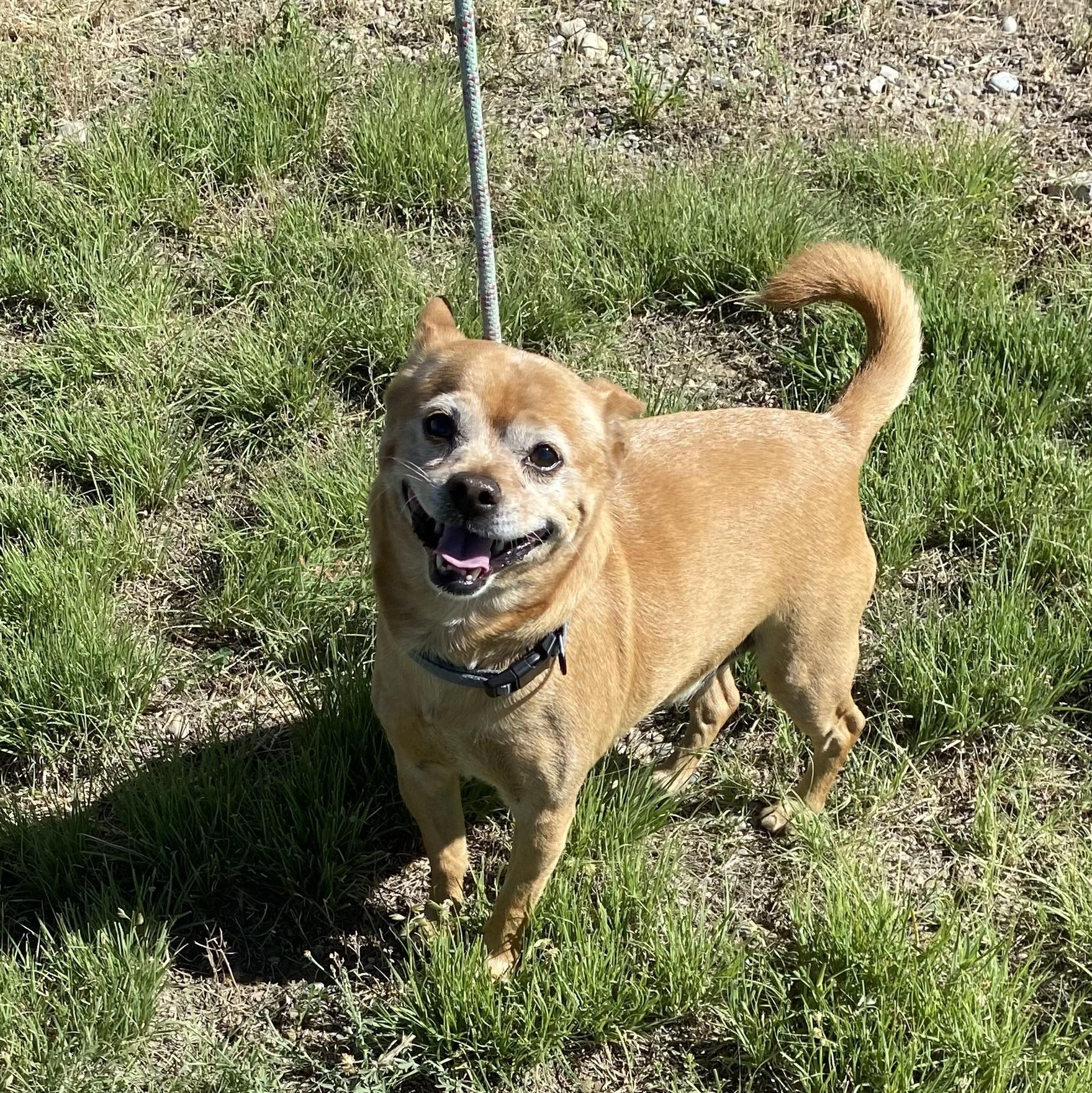 Luck, ADOPTABLE, Adult Male Pug & Chihuahua.
