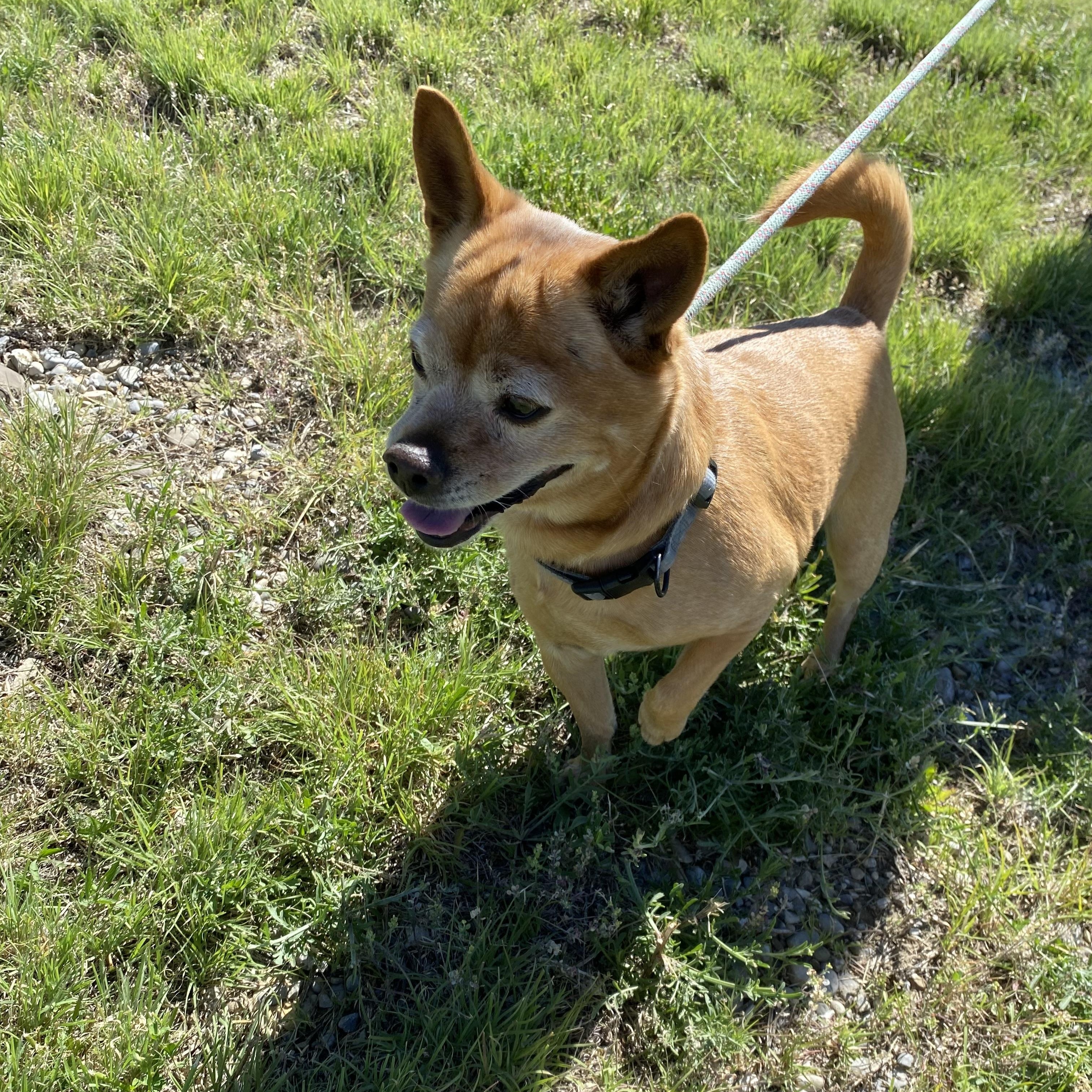 Luck, a ADOPTABLE mixed breed in Choteau, MT image 3/3