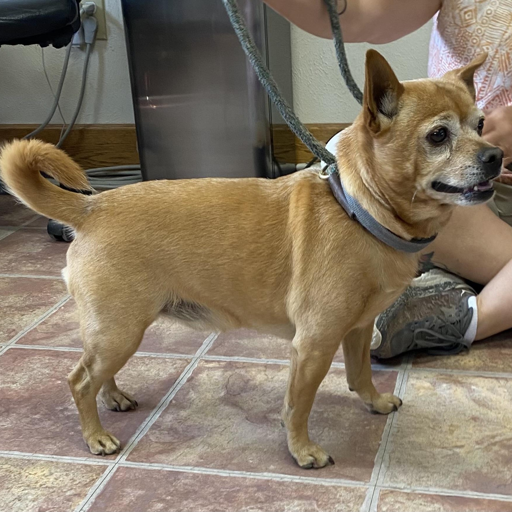 Luck, a ADOPTABLE mixed breed in Choteau, MT image 2/3