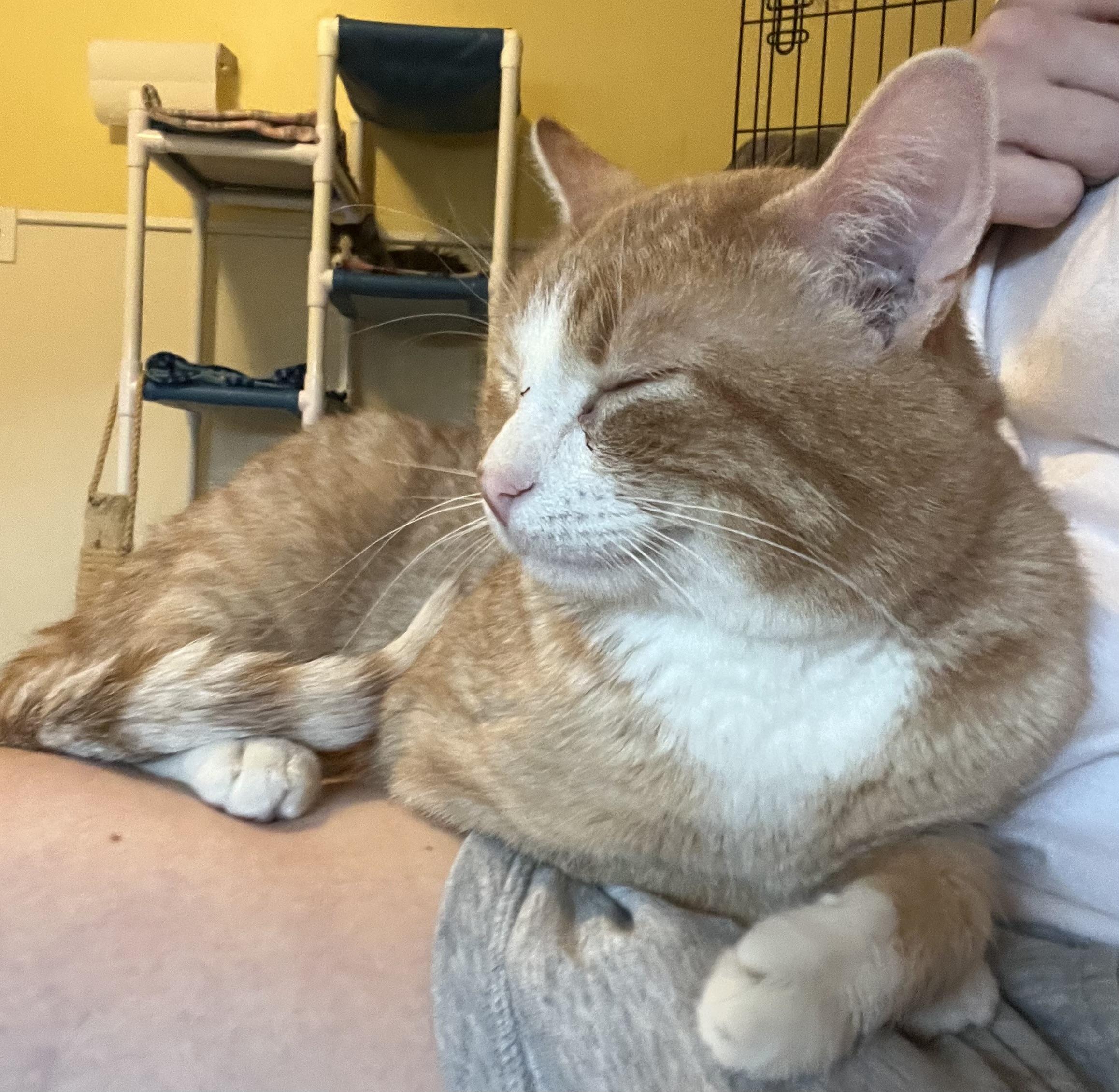 Jack-Jack, adopted, Young Male Domestic Short Hair.