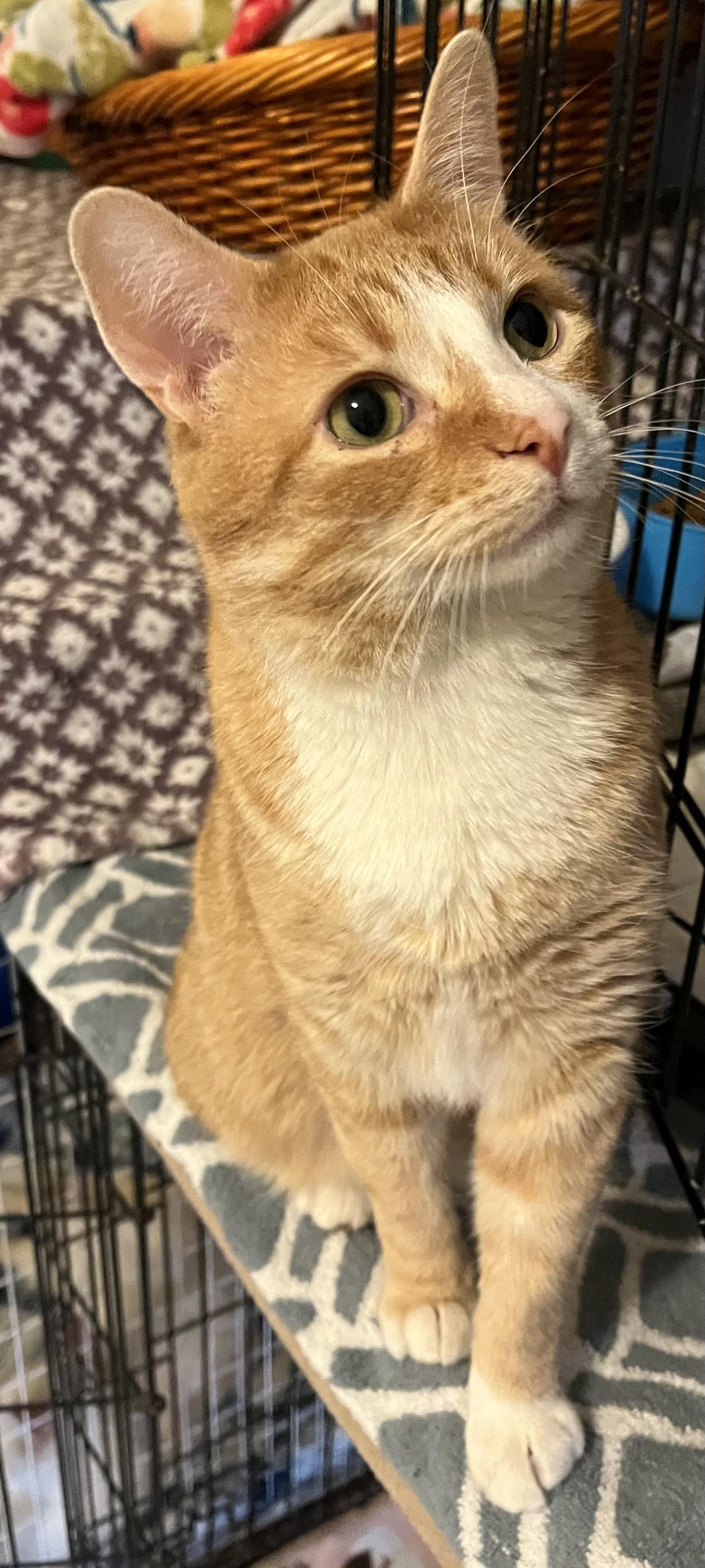 Enlarge Jack-Jack, an adopted Domestic Short Hair in Moline, IL image 2/3