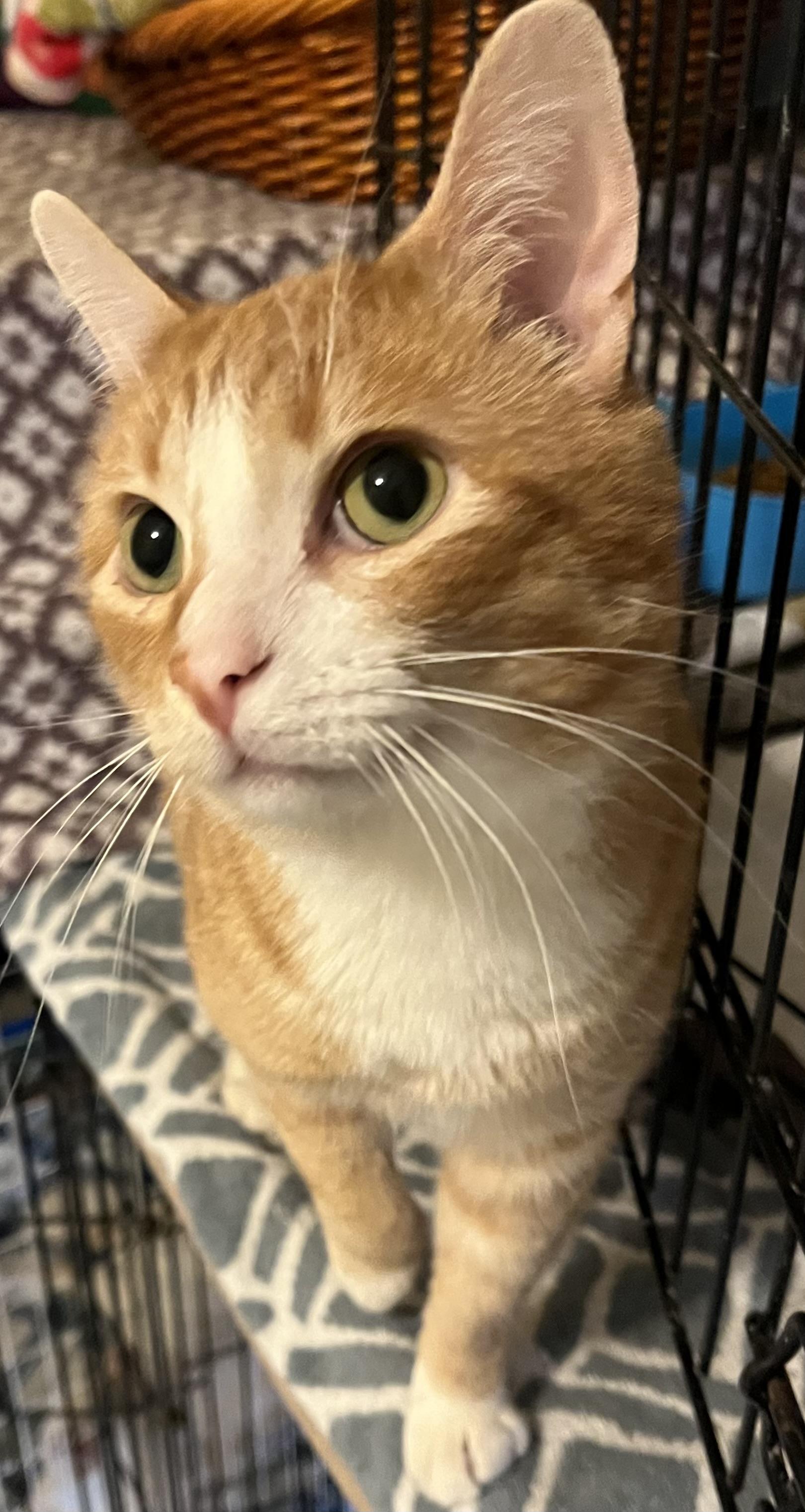 Enlarge Jack-Jack, an adopted Domestic Short Hair in Moline, IL image 3/3