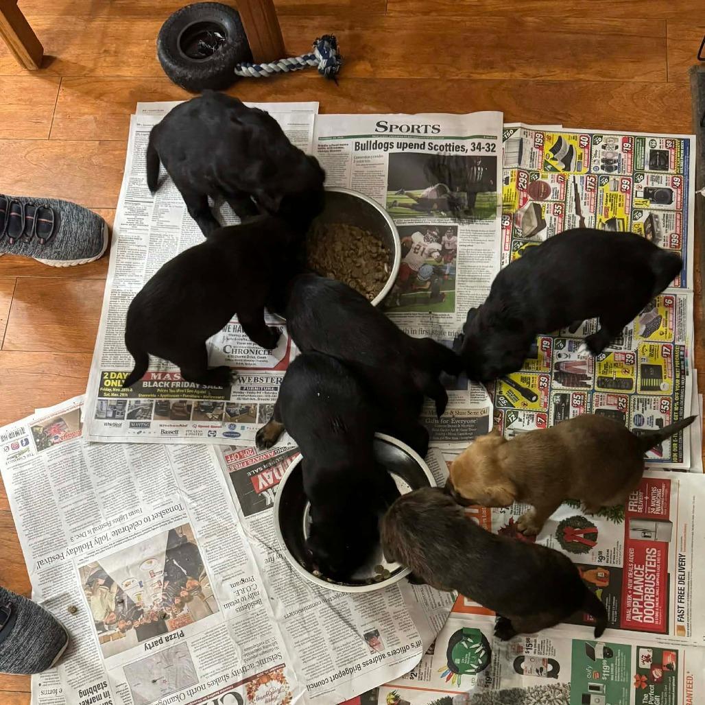 Enlarge Mozzarela, a Adoptable Mixed Breed in Tacoma, WA image 1/3