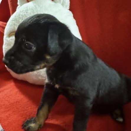 Enlarge Mozzarela, a Adoptable Mixed Breed in Tacoma, WA image 3/3