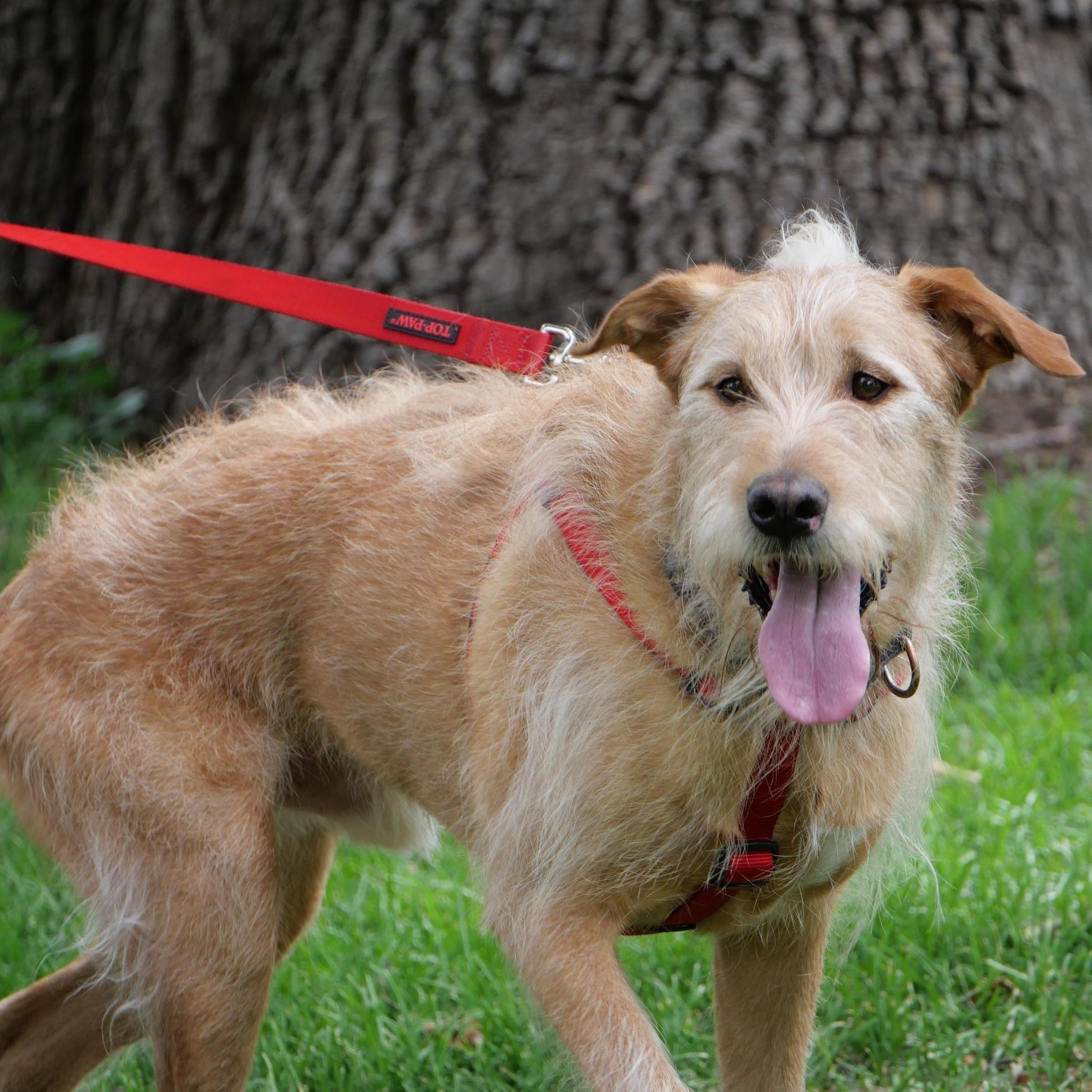Enlarge Yogi, a Adoptable mixed breed in Boulder, CO image 5/6
