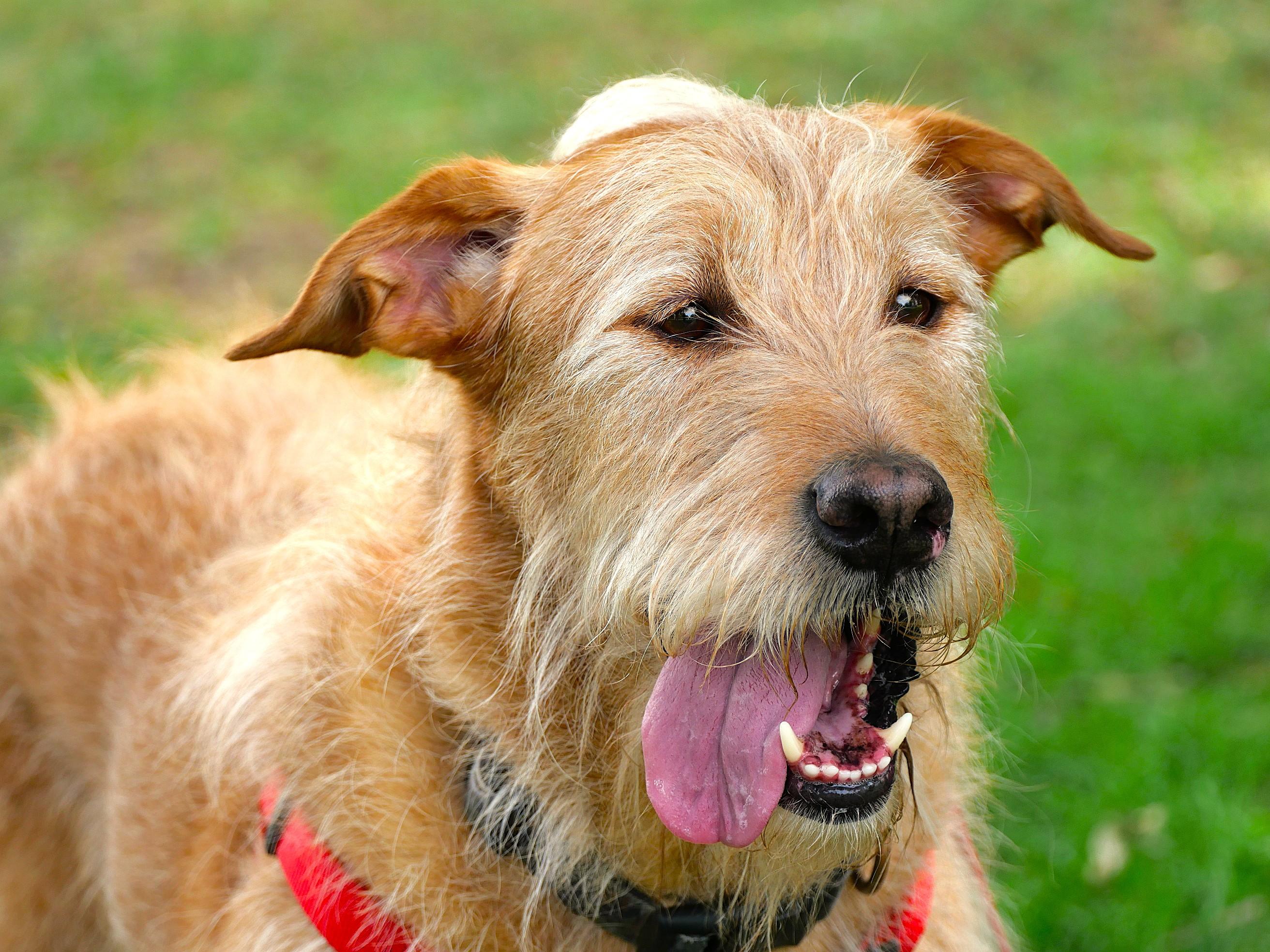 Yogi, Adoptable, Adult Male Wirehaired Pointing Griffon & German Wirehaired Pointer.