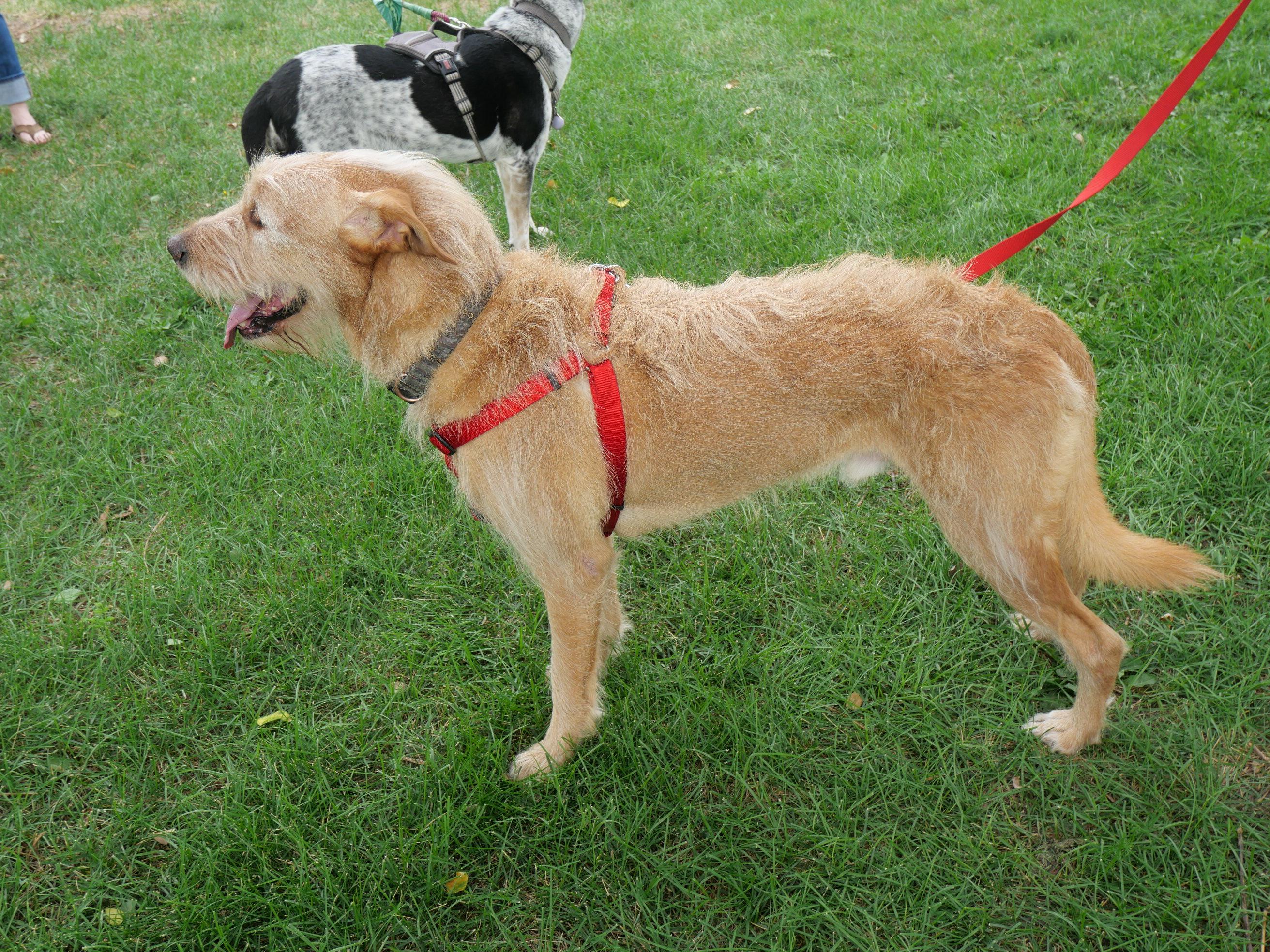 Enlarge Yogi, a Adoptable mixed breed in Boulder, CO image 4/6