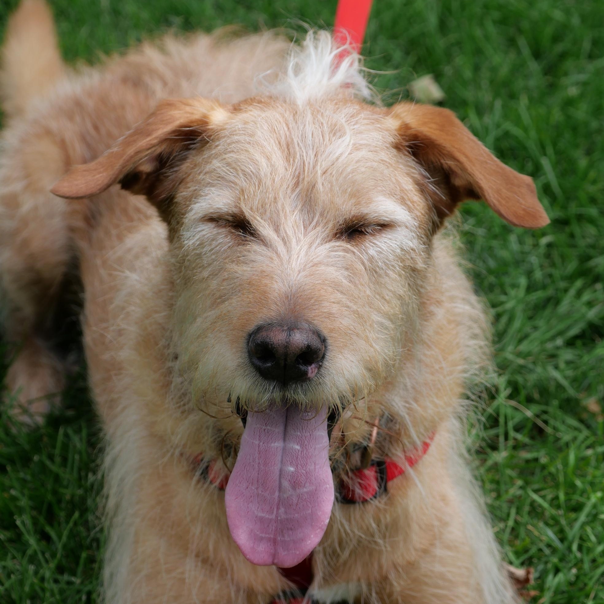 Enlarge Yogi, a Adoptable mixed breed in Boulder, CO image 2/6
