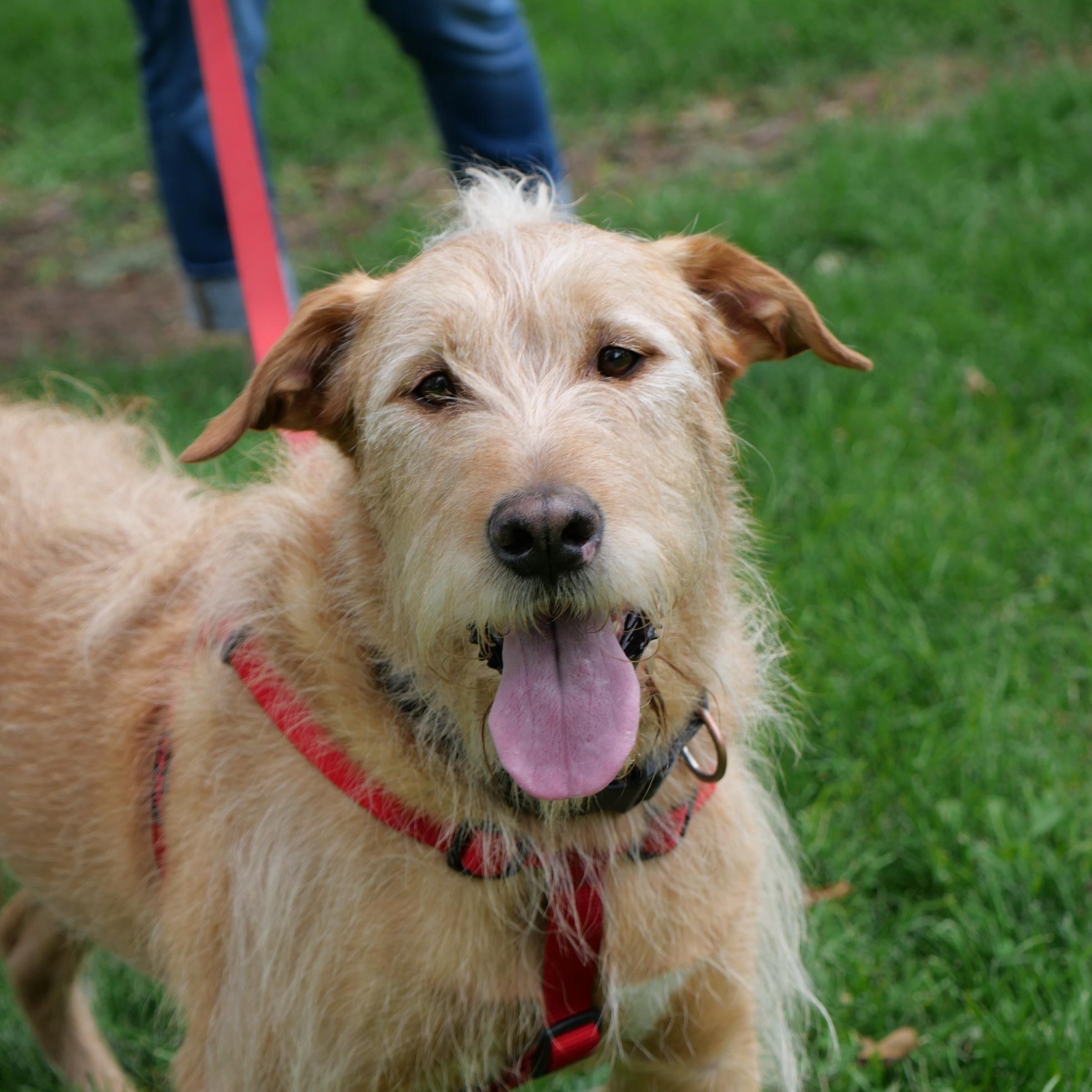 Enlarge Yogi, a Adoptable mixed breed in Boulder, CO image 3/6