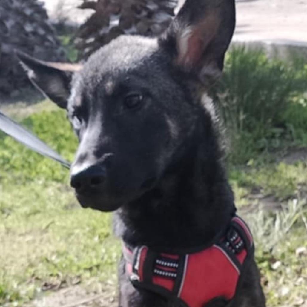 Sunday, a Adoptable Shepherd in San Diego, CA image 1/6