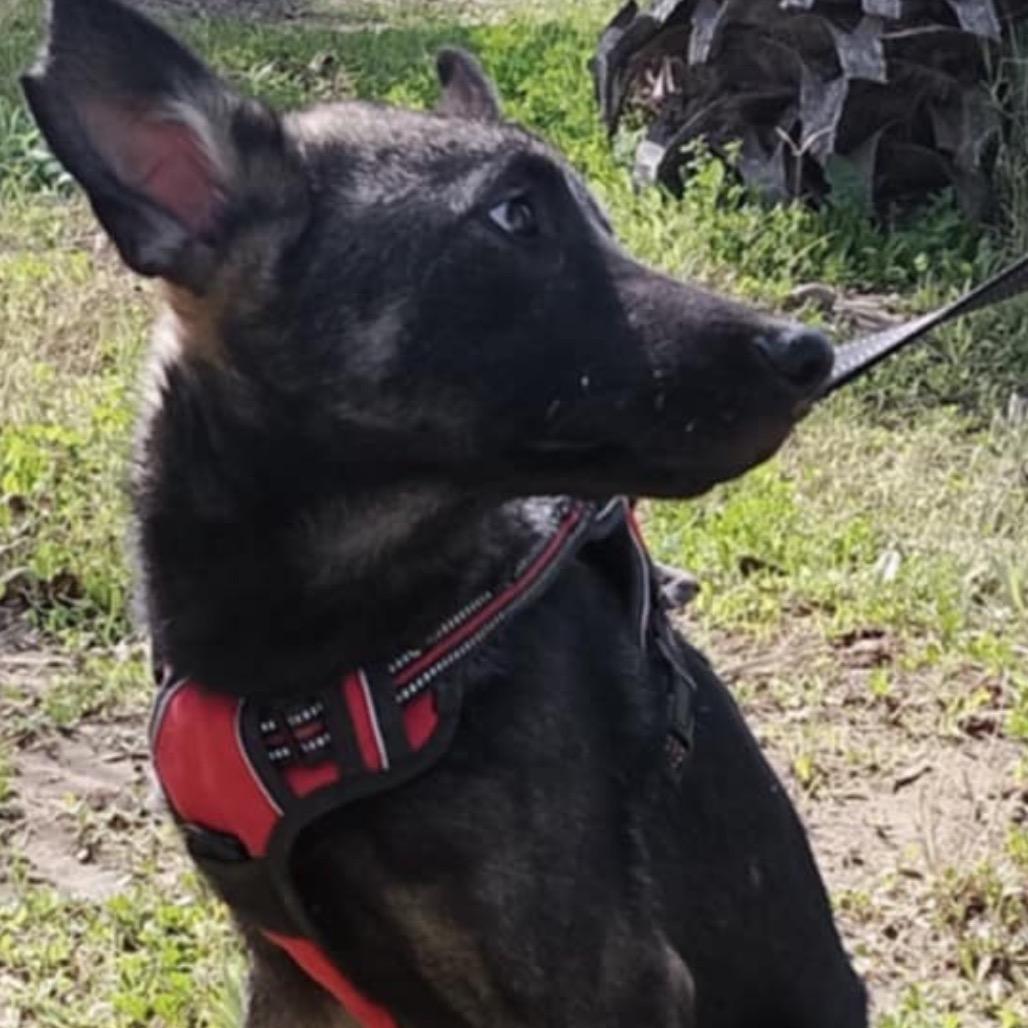 Sunday, a Adoptable Shepherd in San Diego, CA image 2/6