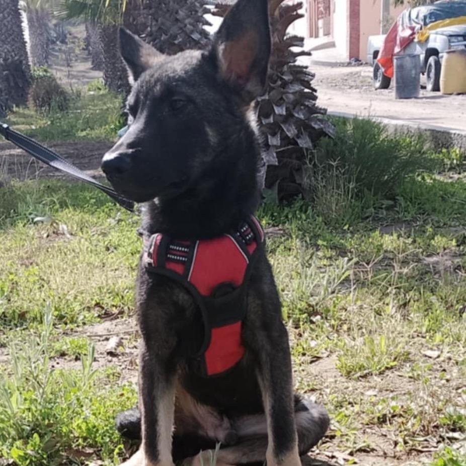 Sunday, a Adoptable Shepherd in San Diego, CA image 3/6