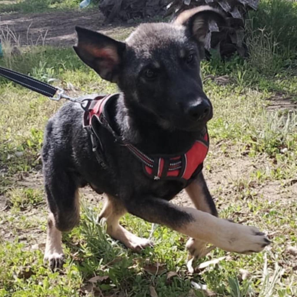 Sunday, a Adoptable Shepherd in San Diego, CA image 4/6
