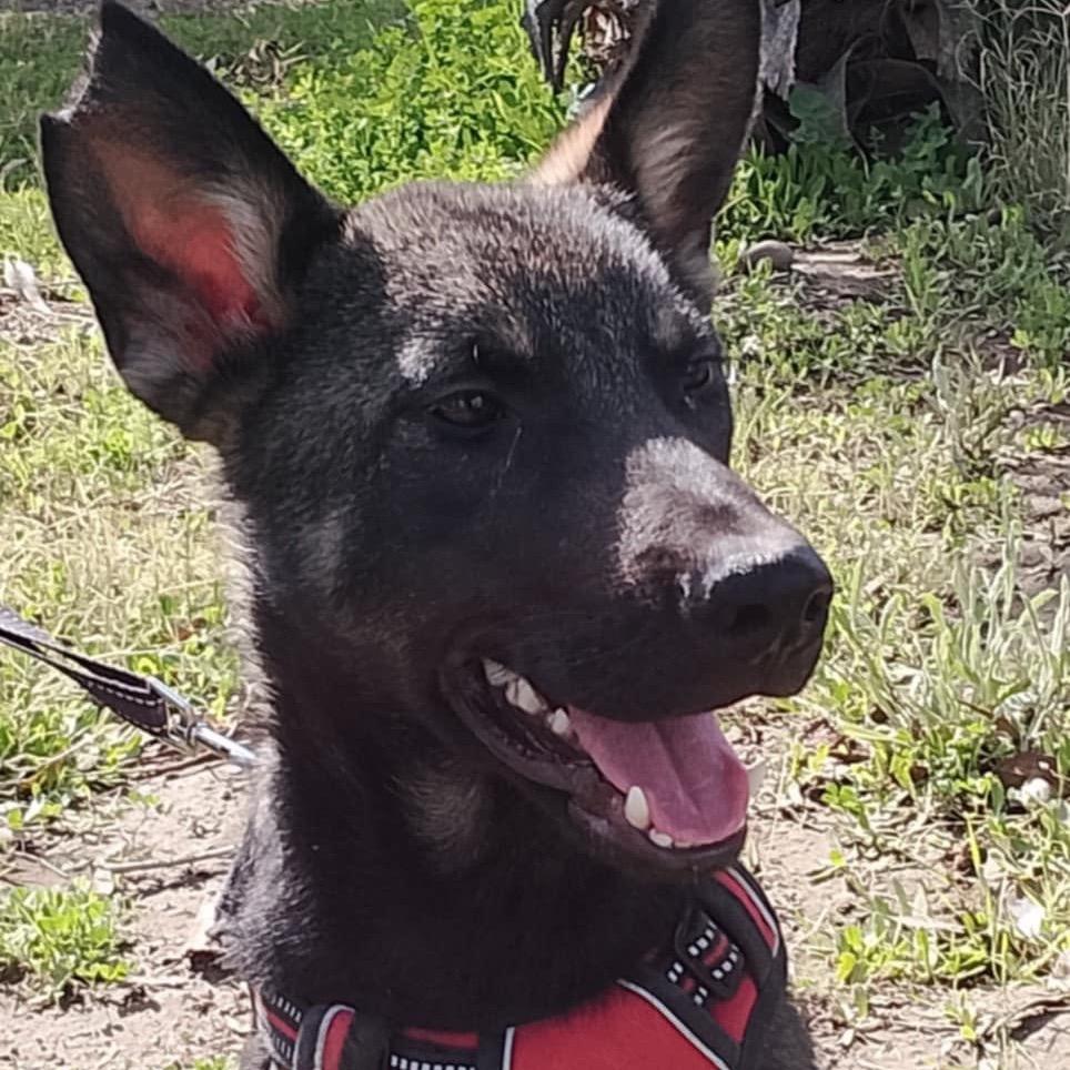Sunday, a Adoptable Shepherd in San Diego, CA image 5/6