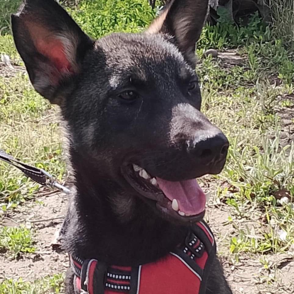 Sunday, a Adoptable Shepherd in San Diego, CA image 6/6