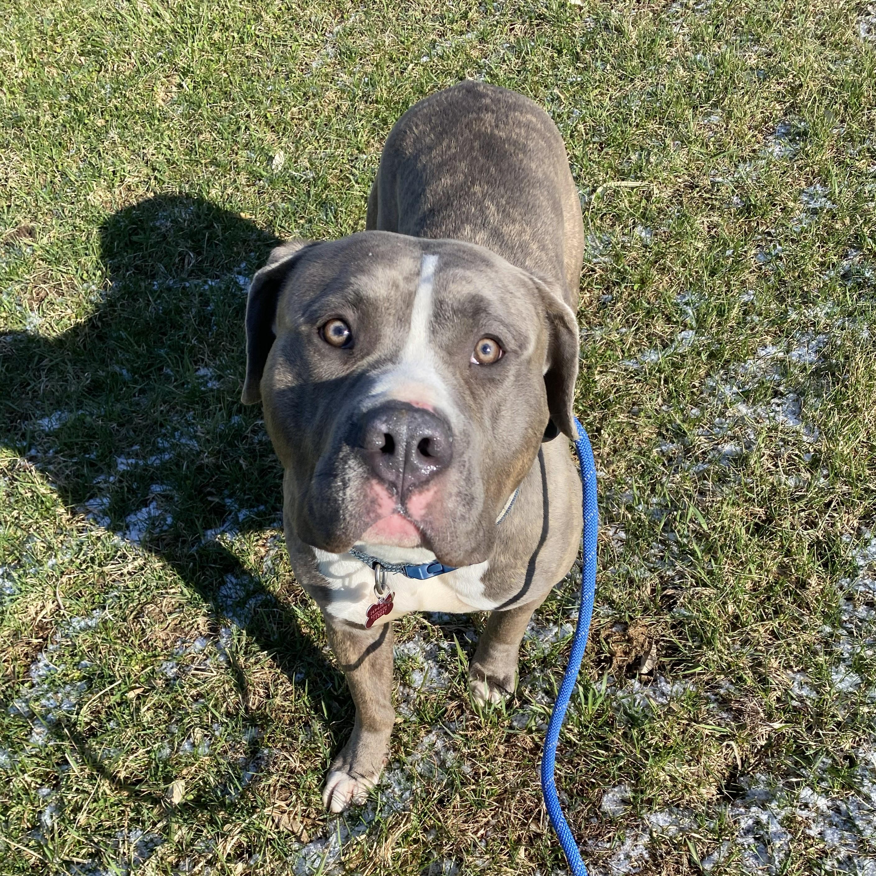 Enlarge Gonzo, an adopted Pit Bull Terrier in Allegan, MI image 5/6