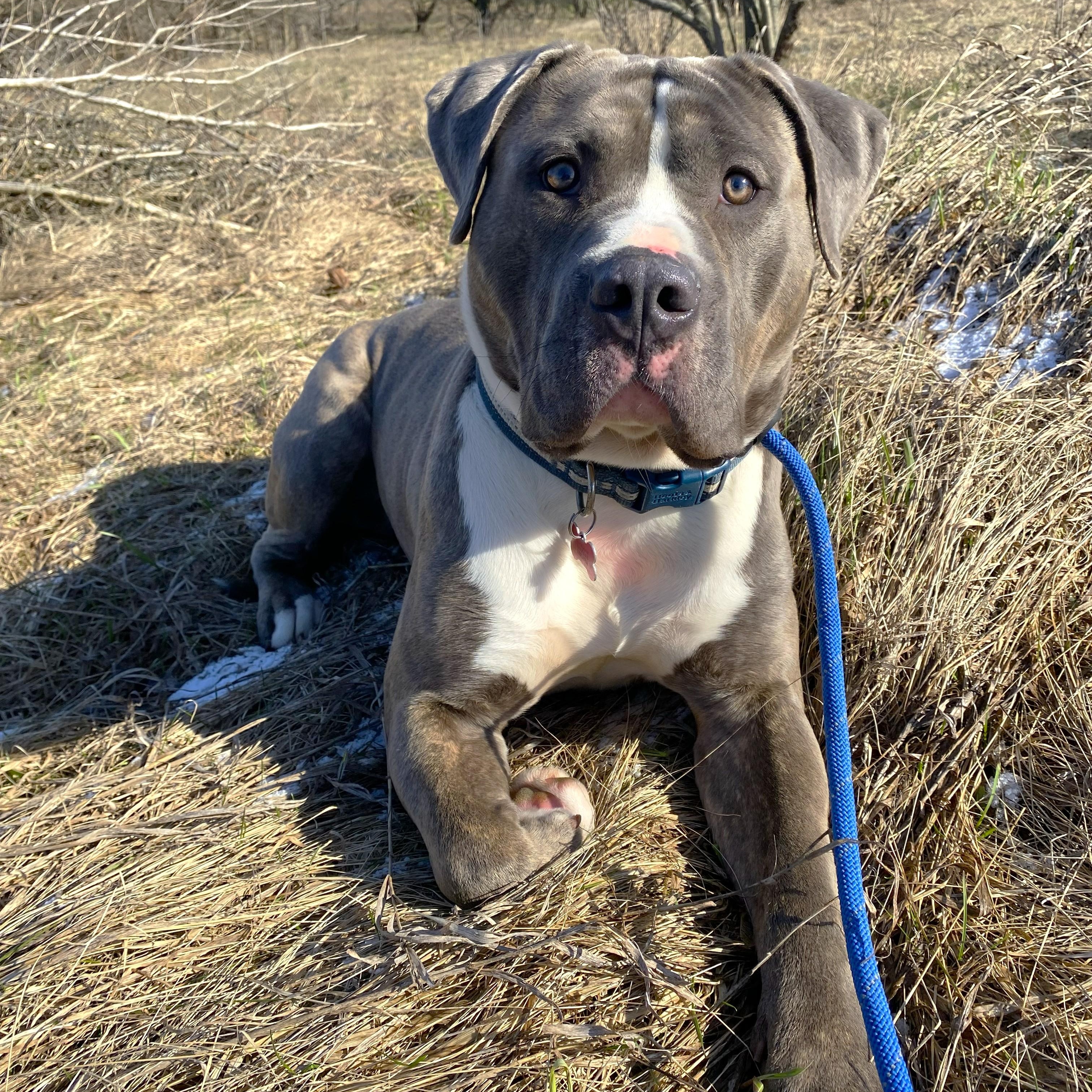 Enlarge Gonzo, an adopted Pit Bull Terrier in Allegan, MI image 2/6