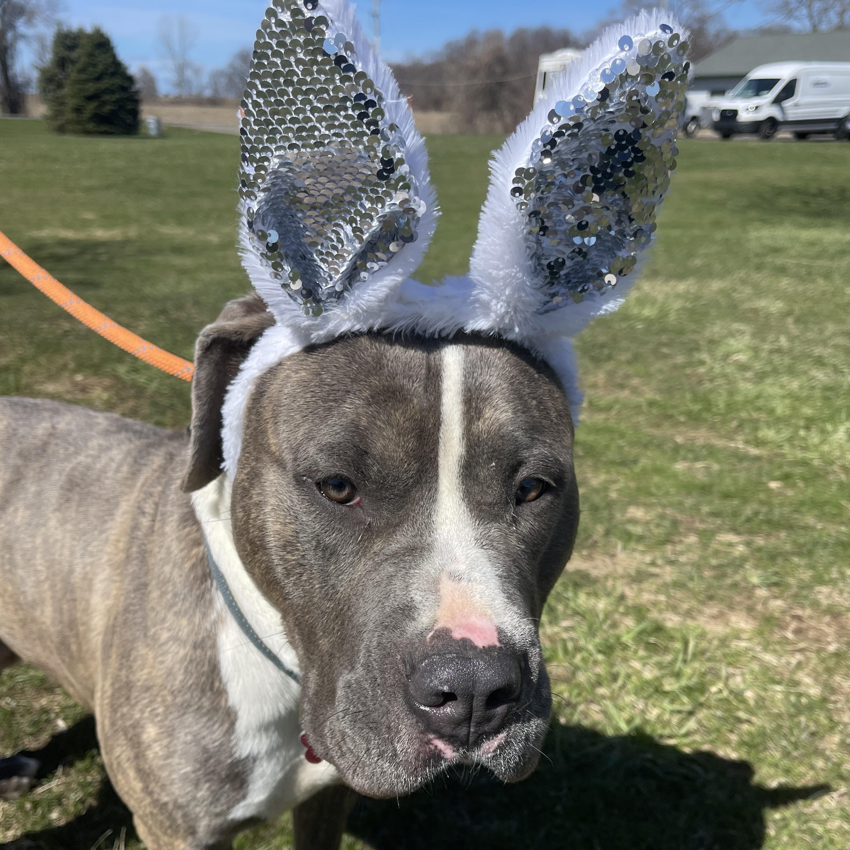 Gonzo, adopted, Young Male Pit Bull Terrier.