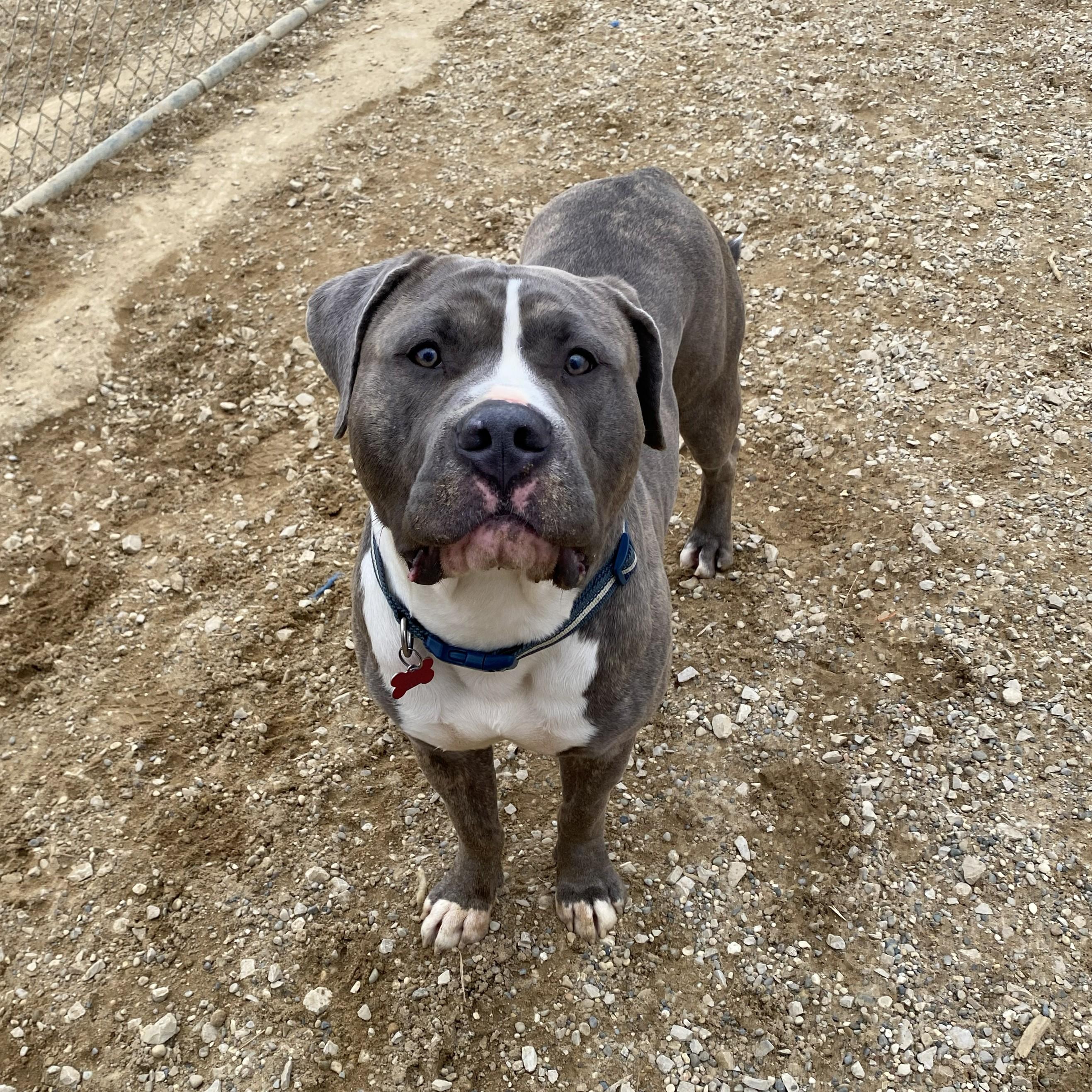 Enlarge Gonzo, an adopted Pit Bull Terrier in Allegan, MI image 6/6