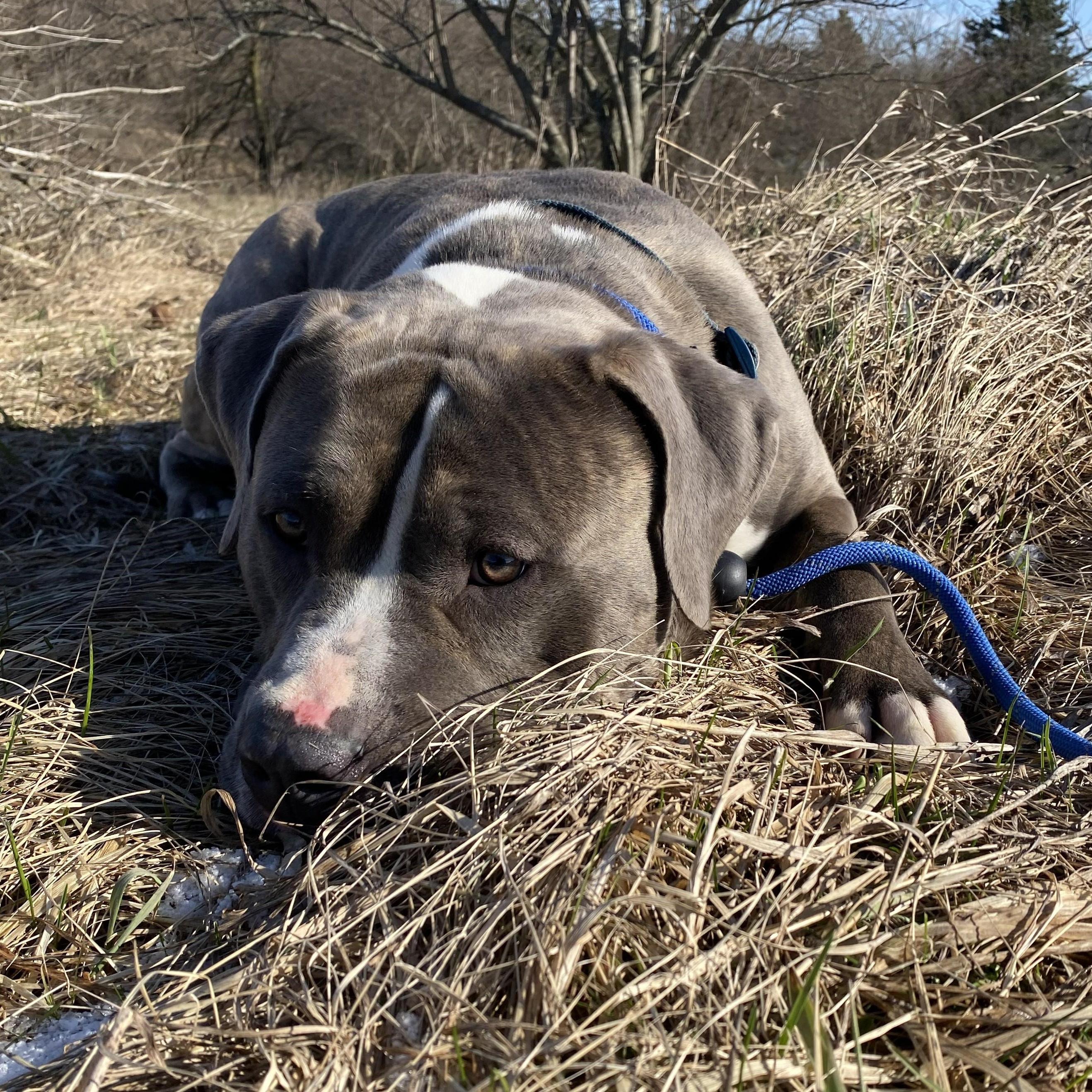 Enlarge Gonzo, an adopted Pit Bull Terrier in Allegan, MI image 4/6