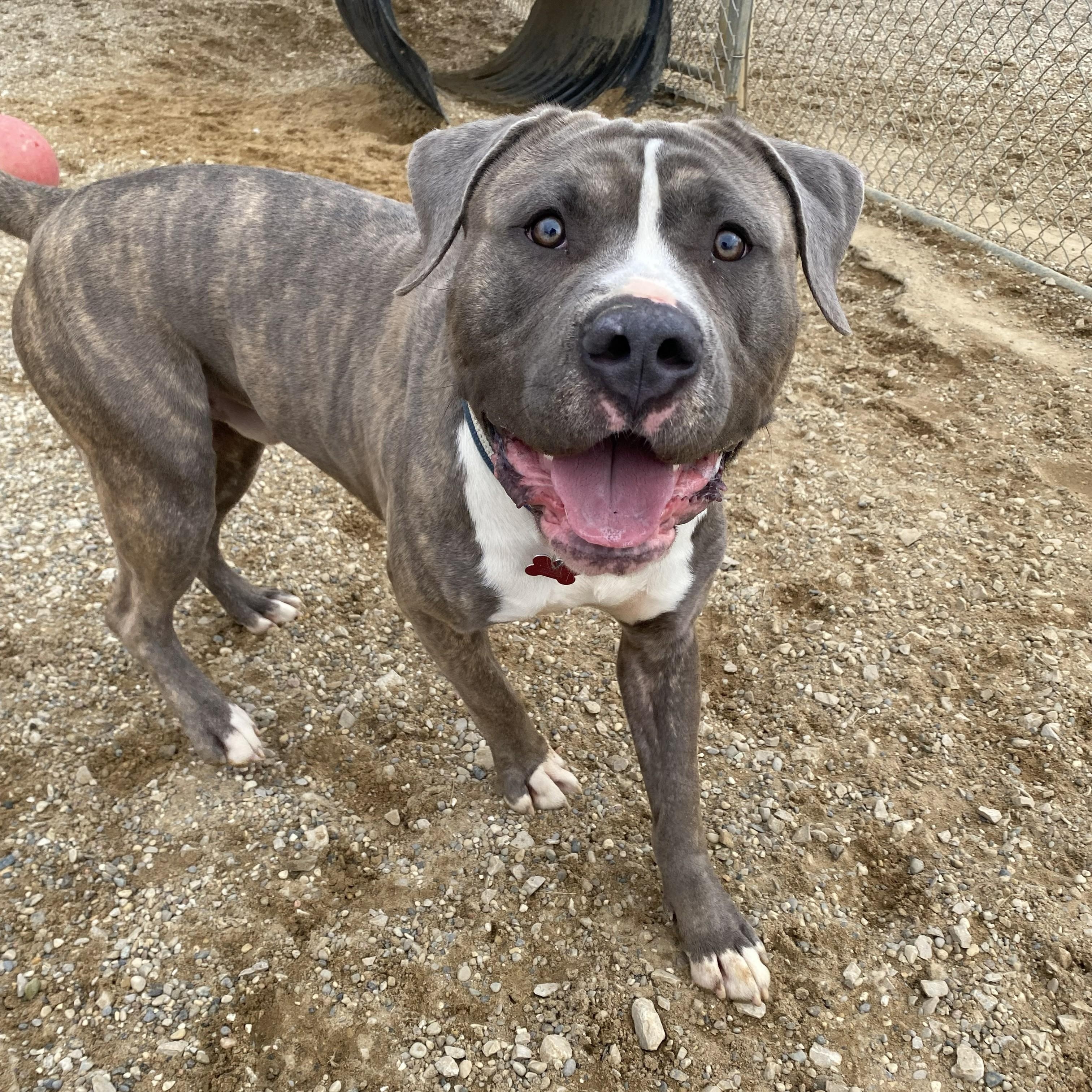 Enlarge Gonzo, an adopted Pit Bull Terrier in Allegan, MI image 3/6