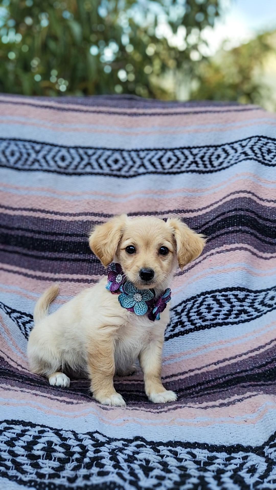 Acacia, adopted, Puppy Female Chihuahua & Miniature Poodle.