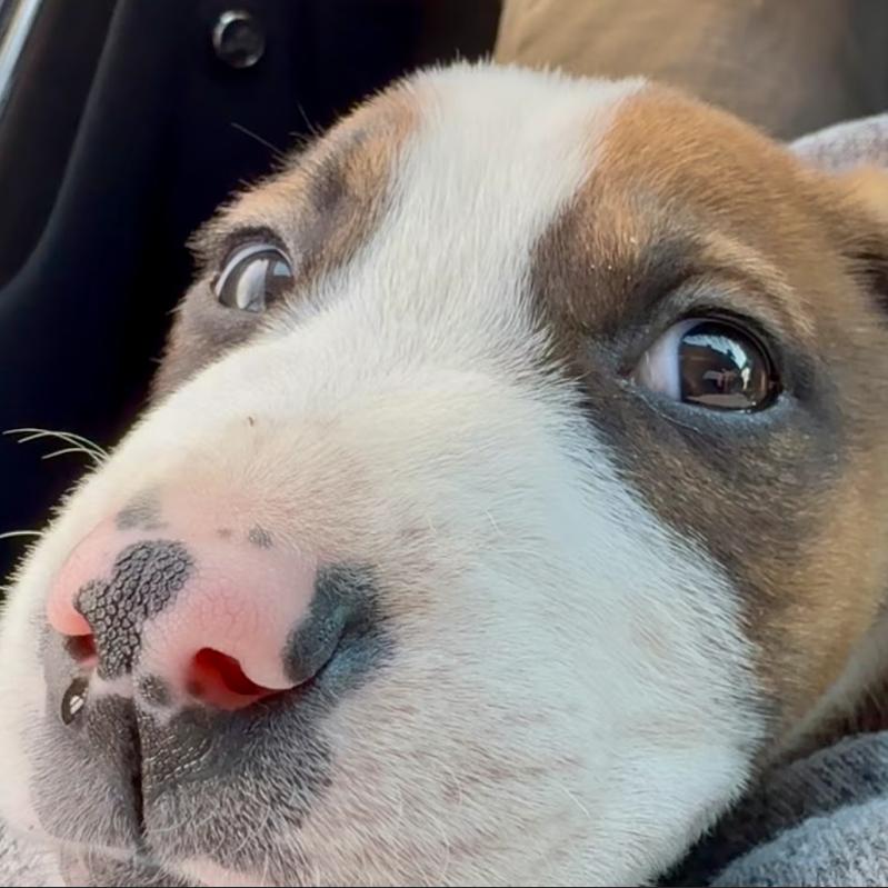 Bellani, Adoptable, Puppy Female Mixed Breed.