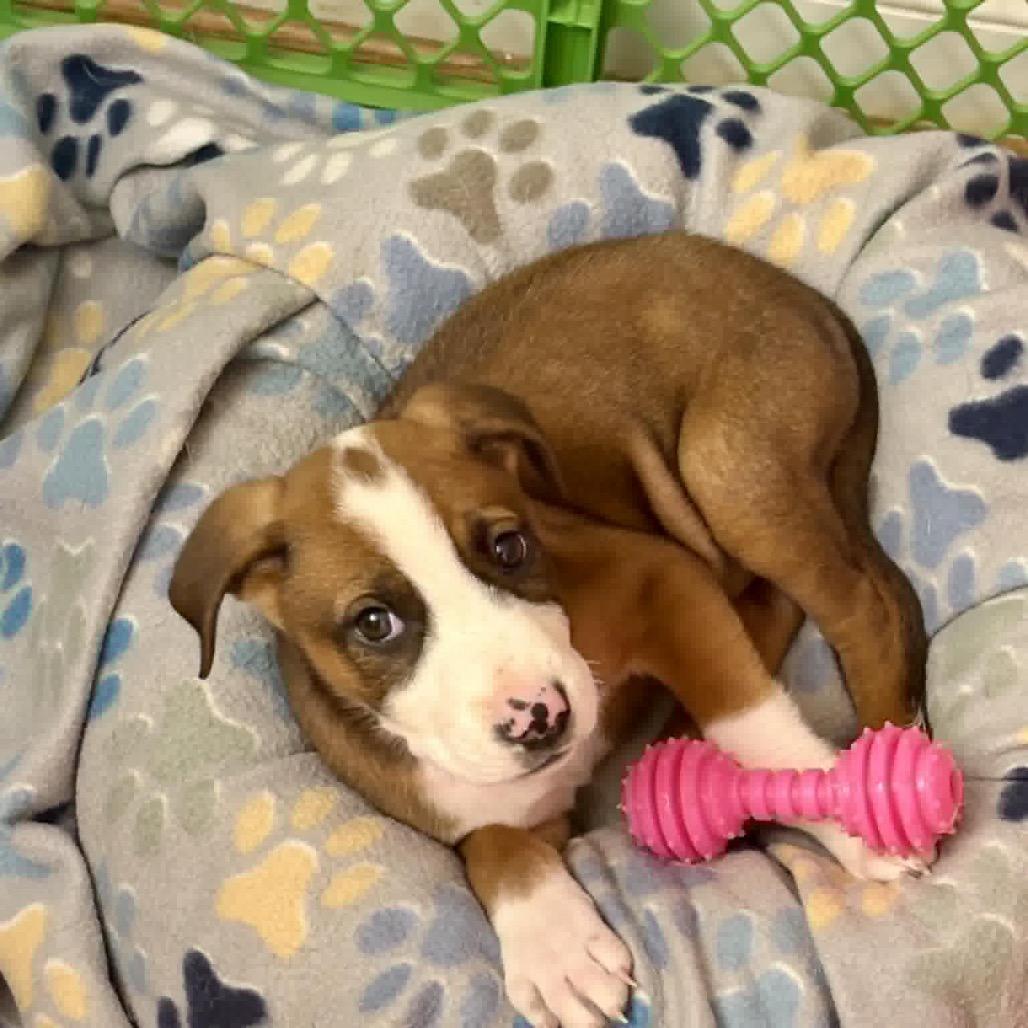 Enlarge Bellani, a Adoptable Mixed Breed in Raleigh, NC image 2/5