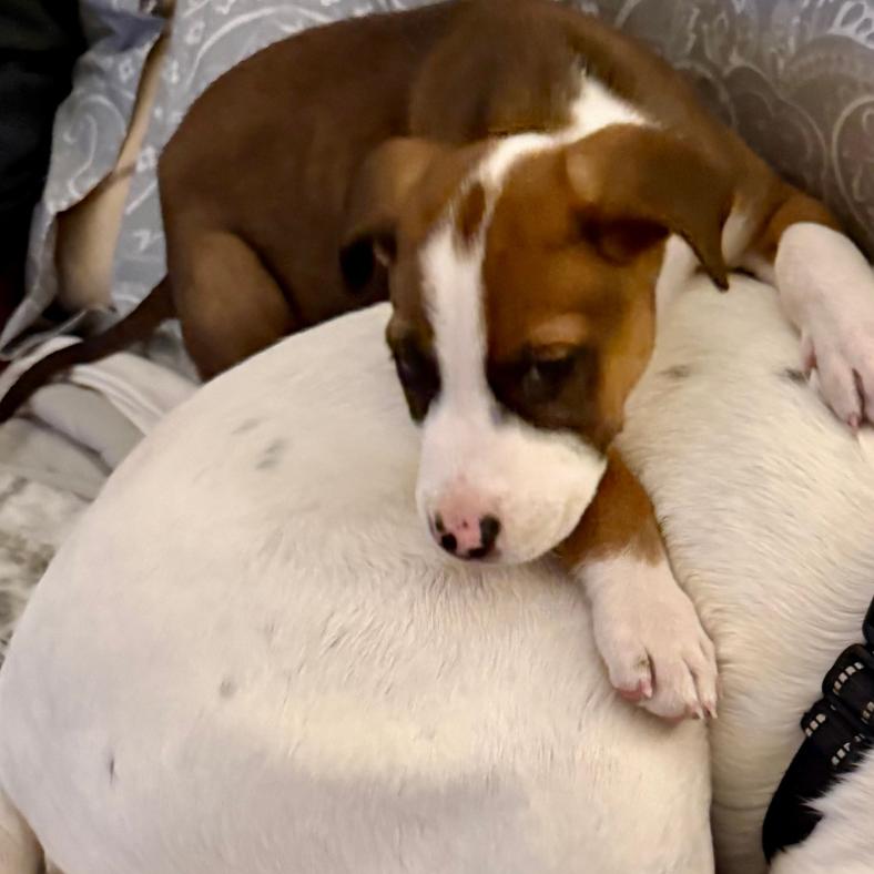 Enlarge Bellani, a Adoptable Mixed Breed in Raleigh, NC image 3/5