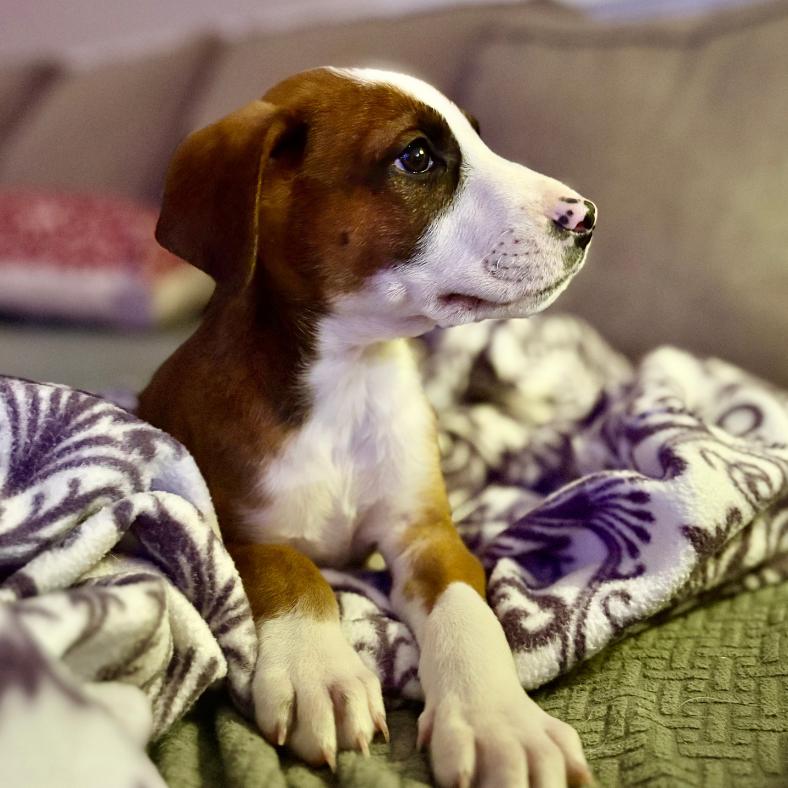 Enlarge Bellani, a Adoptable Mixed Breed in Raleigh, NC image 4/5