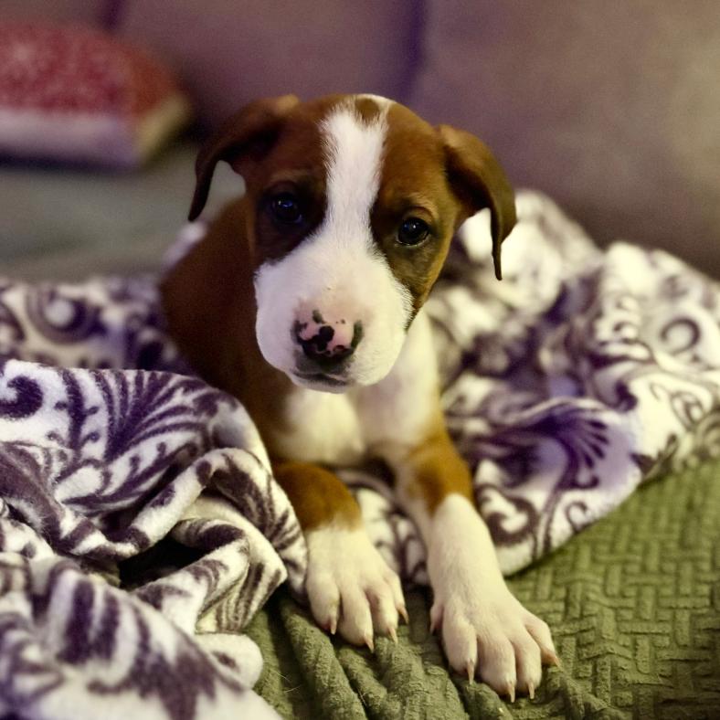 Enlarge Bellani, a Adoptable Mixed Breed in Raleigh, NC image 5/5