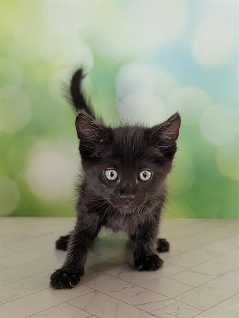 LEO, Adoptable, Kitten Male Domestic Short Hair.