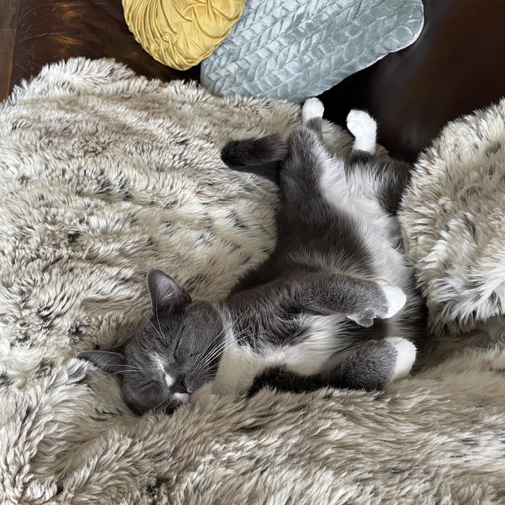 Mr. Marcel, Adoptable, Adult Male Domestic Short Hair.