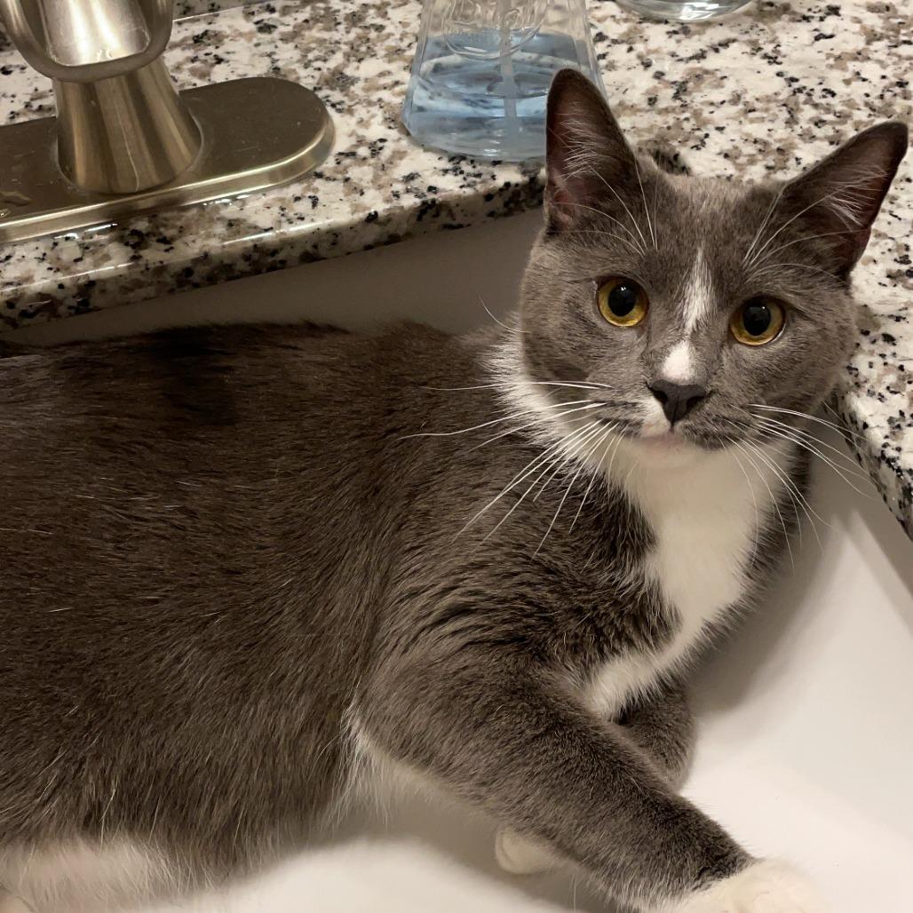 Mr. Marcel, a Adoptable Domestic Short Hair in Simpsonville, SC image 2/4