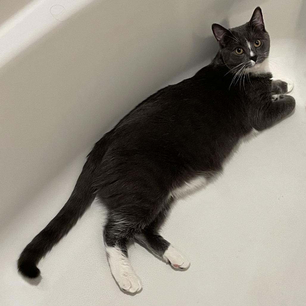 Mr. Marcel, a Adoptable Domestic Short Hair in Simpsonville, SC image 3/4