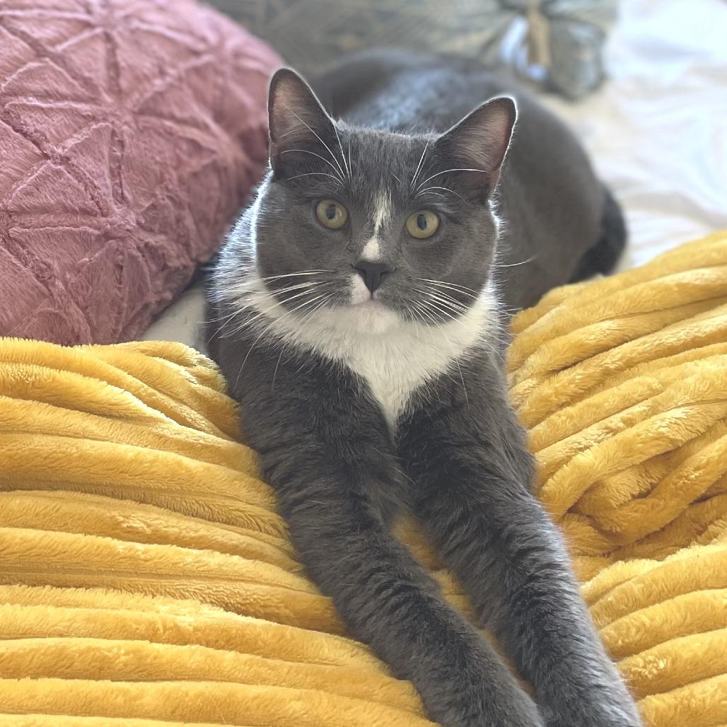 Mr. Marcel, a Adoptable Domestic Short Hair in Simpsonville, SC image 4/4