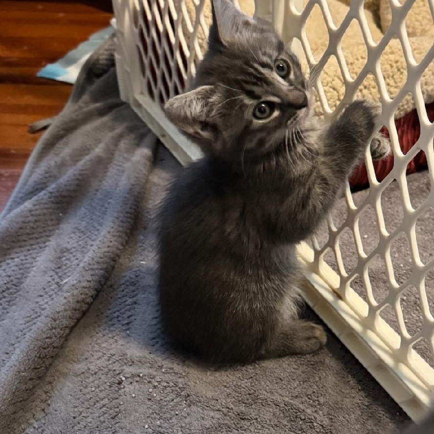 Enlarge Fusilli, a ADOPTABLE Domestic Short Hair in Newark, NJ image 3/3