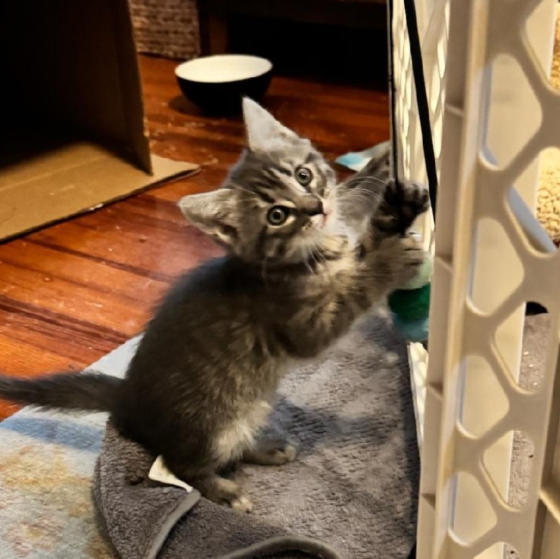 Fusilli, ADOPTABLE, Kitten Female Domestic Short Hair.