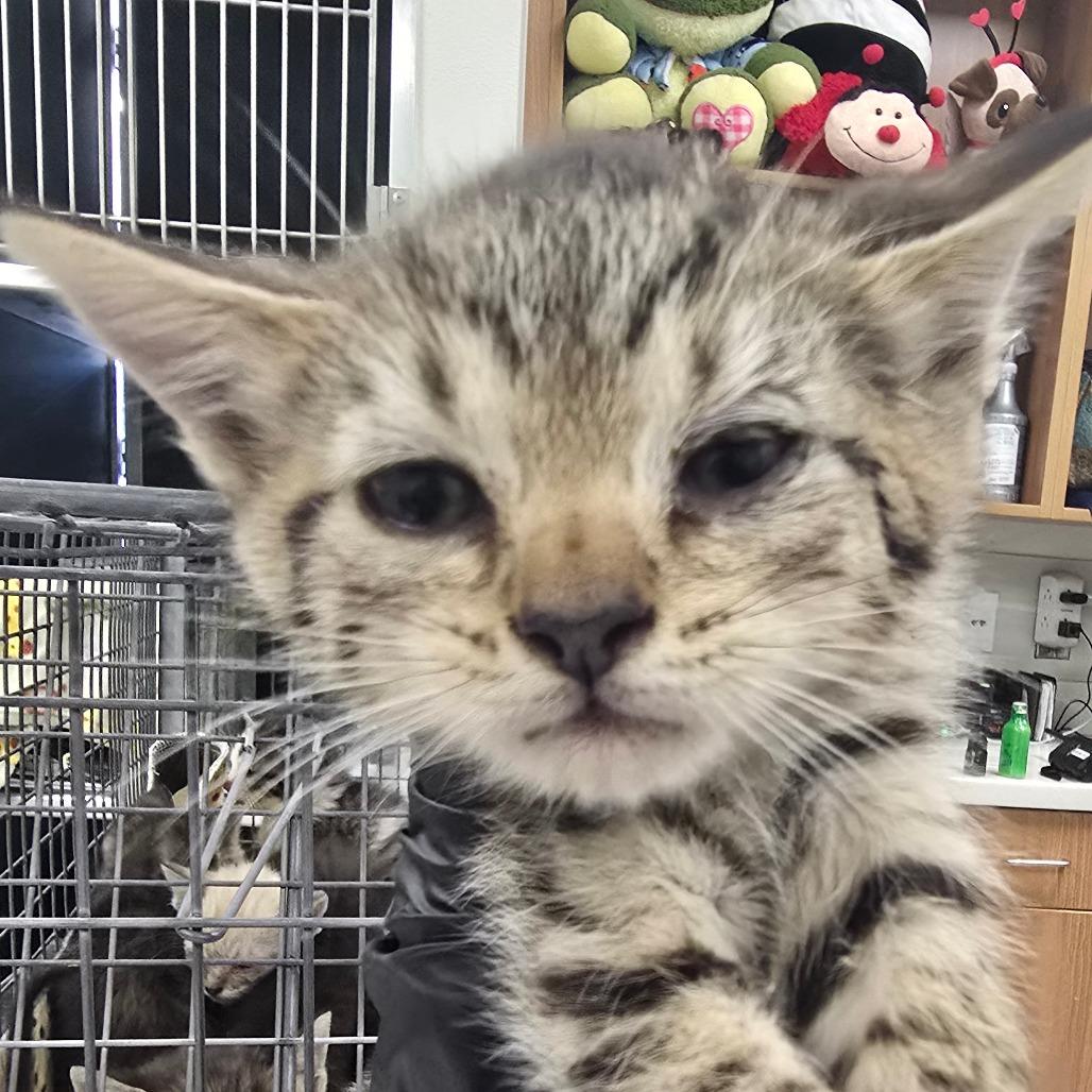 Mexicali, Adoptable, Kitten Female Domestic Short Hair.