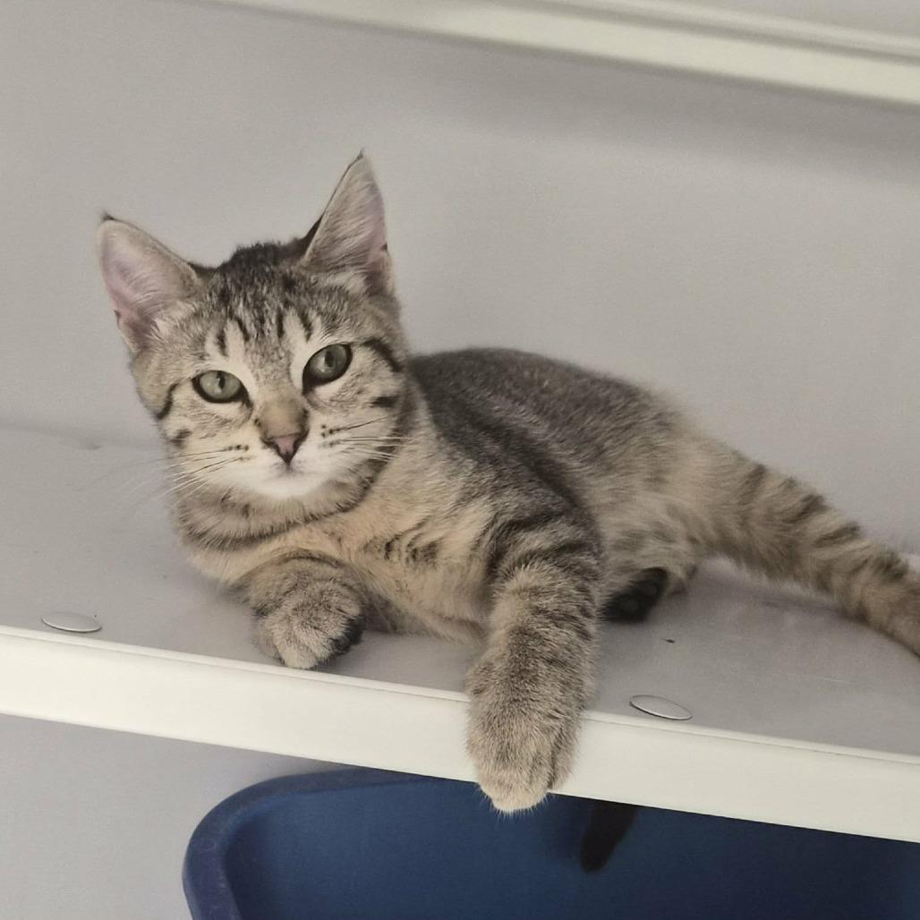 Enlarge Mexicali, a Adoptable Domestic Short Hair in Las Cruces, NM image 2/2