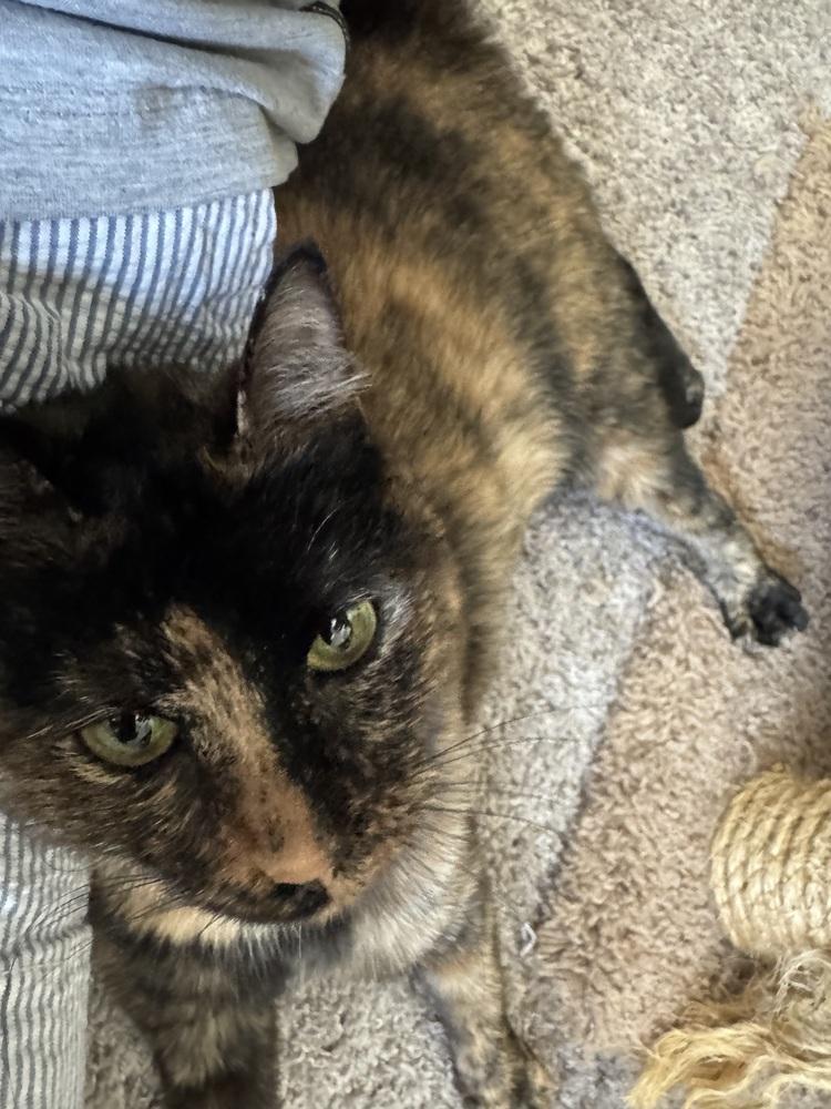 Enlarge Buttercup, a Adoptable mixed breed in Richardson, TX image 1/6