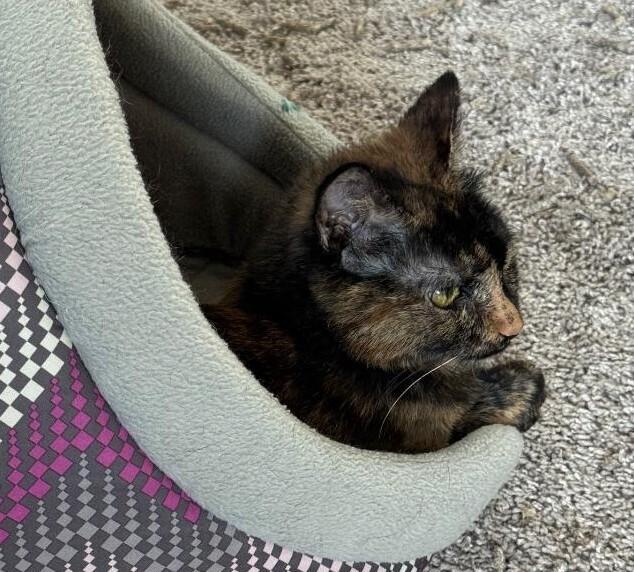 Buttercup, Adoptable, Adult Female Domestic Short Hair.