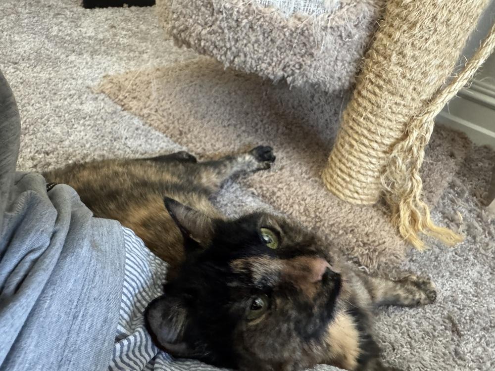 Enlarge Buttercup, a Adoptable mixed breed in Richardson, TX image 3/6