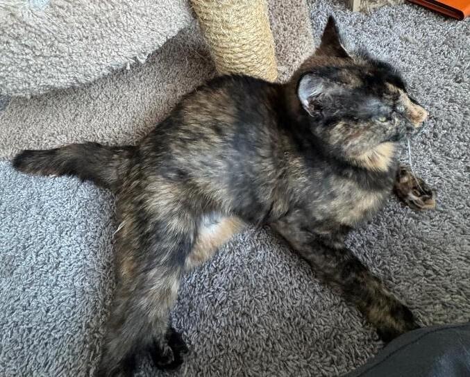 Buttercup, a Adoptable mixed breed in Richardson, TX image 5/6