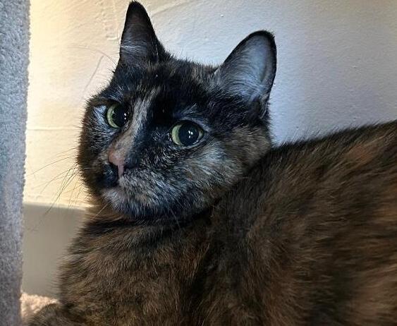 Buttercup, a Adoptable mixed breed in Richardson, TX image 6/6