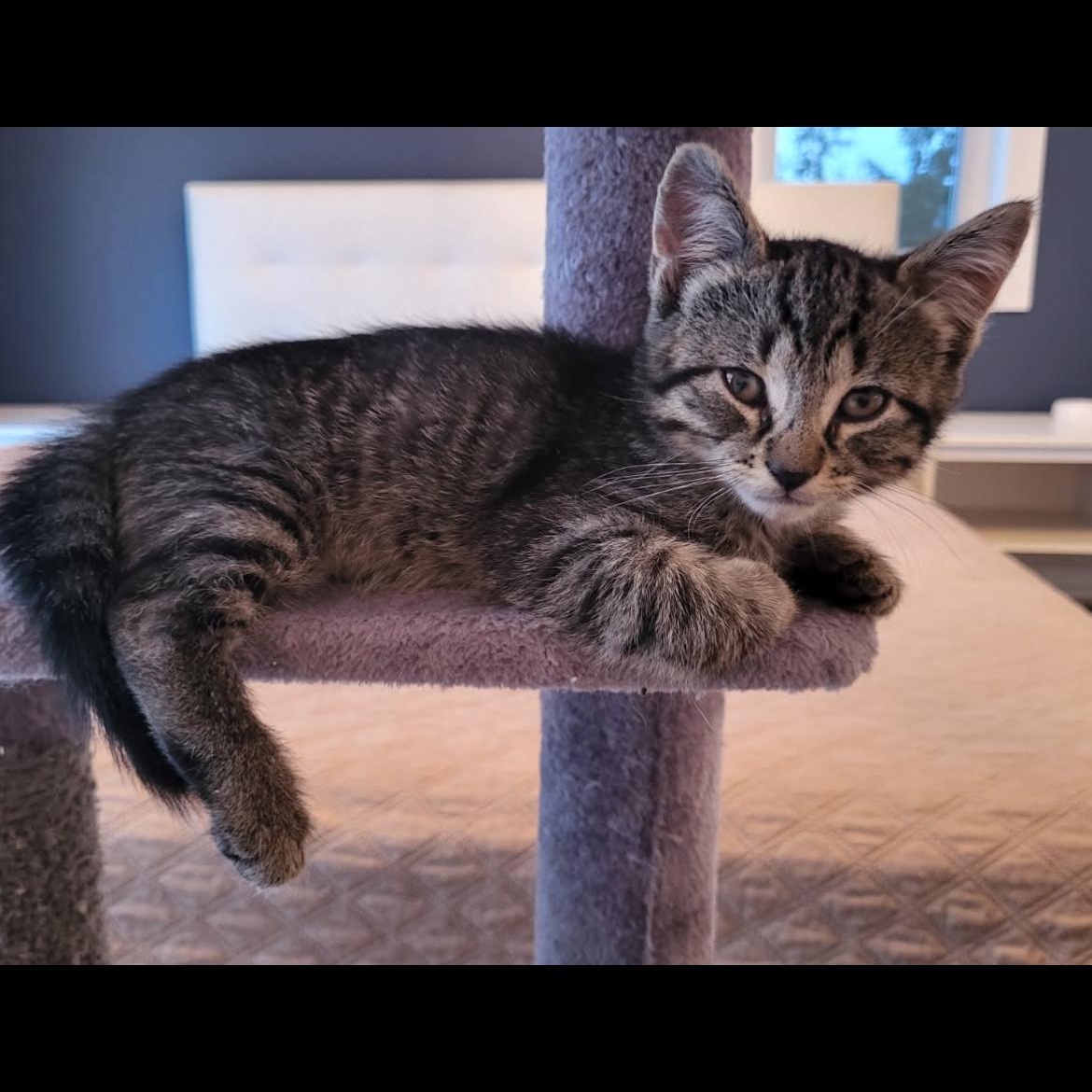 Coccinelle, ADOPTABLE, Kitten Male Domestic Short Hair.